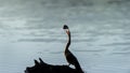 Afrcan Darter ( Anhinga rufa) Pilanesberg Nature Reserve, South Africa Royalty Free Stock Photo