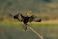 Afrcan Darter ( Anhinga rufa) Pilanesberg Nature Reserve, South Africa Royalty Free Stock Photo