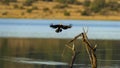 African Darter ( Anhinga rufa) Pilanesberg Nature Reserve, South Africa Royalty Free Stock Photo