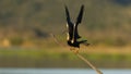 Afrcan Darter ( Anhinga rufa) Pilanesberg Nature Reserve, South Africa Royalty Free Stock Photo