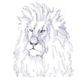 Afrcan predator lion, portrait of the king of beasts. Shaggy head of a lion. Royalty Free Stock Photo