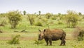 Afrcian white rhinoceros standing in savannah, in Kruger park Royalty Free Stock Photo