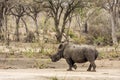 Afrcian white rhinoceros standing in savannah, in Kruger park Royalty Free Stock Photo