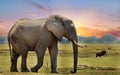 African Elephant on the african plains with a sunset sky background Royalty Free Stock Photo