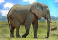 African Elephant on the open african plains with a warthog in the background, south lunagwa national park, zambia Royalty Free Stock Photo