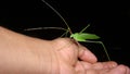 Africa, african, animal, antenna, armoured, armoured katydid, bethanie, bug, bush cricket, camouflage, close, closeup, creature, c