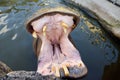 Africa angry hippo is on the water. Hippopotamus amphibius with a wide open mouth displaying dominance and aggression Royalty Free Stock Photo