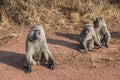 Africa the baboons.