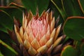 Africa- Harold Porter Park- Beautiful King Protea Fynbos in South Africa