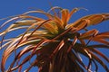 Africa- A Beautiful Red Aloe Succulent Against a Deep Blue Sky