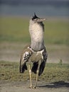 Africa bird-Kori bustard