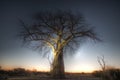 Boab tree at sunset. Royalty Free Stock Photo