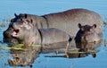 Africa Botswana Okovango Delta Common Hippopotamus Family in Pond at Sunset