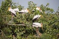 Yellow billed storks Royalty Free Stock Photo