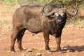 Africa buffalo standing on road