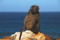 Africa- Cape Point Baboon on Rock With Sea Background Royalty Free Stock Photo