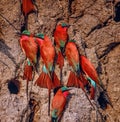 Africa-Carmine bee eaters Royalty Free Stock Photo