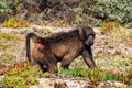Africa- Close Up of A Baboon Walking Along the Coast