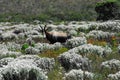 Africa- Close Up of a Beautiful Bontebok Antelope in a Meadow of White Wildflowers Royalty Free Stock Photo
