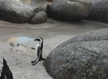 Africa- Close Up of a Cute Jackass Penguin in Mid Air Jumping from a Boulder Royalty Free Stock Photo