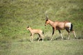 Africa- Close Up of a Cute Wild Young Red Hartebeest Antelope Calf Walking With Its Mother