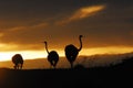 Africa- Close Up Silhouettes of Three Wild Ostriches in the Bright Sunrise Royalty Free Stock Photo