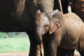 Africa- Close Up Wild Baby Elephant Sticking Close to Mother