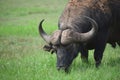 Africa- Close Up of a Wild Cape Buffalo Bull Grazing in a South African Savanna Royalty Free Stock Photo