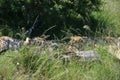 Africa- Close Up of Wild Cheetahs Relaxing in Tall Grass Under a Tree