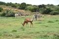 Africa- Close Up of a Wild Red Hartebeest Antelope Grazing With Zebras