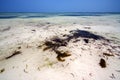 africa coastline froth foam in the blue lagoon relax