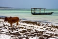 Africa cow boat pirague in the blue lagoon relax of zanzibar