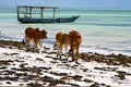 Africa cow coastline boat pirague in the blue lagoon relax za