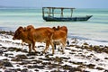 Africa cow coastline boat pirague in the blue of zanzibar