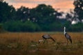 Africa crane sunrise. Wattled crane, Grus carunculata, with red head, wildlife from Okavango delta, Okavango delta, Botswana. Big Royalty Free Stock Photo