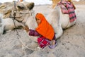 Bedouin girl hugs a camel in the Arabian desert