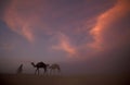 AFRICA EGYPT SAHARA SIWA DESERT Royalty Free Stock Photo