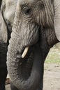 Africa Elephants (Loxodonta africana)