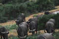 Africa- Extreme Close Up of a Herd of Cape Buffalo Charging Camera