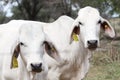 African farm with two white cows