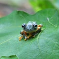 Africa frog and macro photography