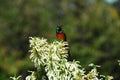 Africa- Harold Porter Gardens- Beautiful Sunbird Singing