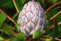 Africa- Harold Porter Park- Closeup King Protea Bud