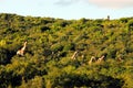 Africa- A Herd of Giraffes Running Through a Thicket