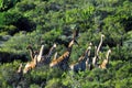 Africa- A Herd of Many Giraffes Running Through the Bush