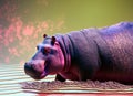 Africa hippopotamus amphibius. Generative AI