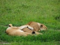 Africa, Kenya, Masai Mara, two females, lionesses, sleeping and spooning, secure