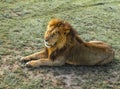 Africa, Kenya, Masai Mara, lion in repose, alone, catlike, posting, wild, savanna