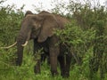 Africa, Kenya, Masai Mara, wilderness, large bull elephant with big tusks emerges from the bush