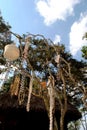 AFRICA, KENYA, SAMBURU NATIONAL RESERVE, AUGUST 3,  2010: Traditional tribal jewellery hanging up a tree in the samburu village, Royalty Free Stock Photo